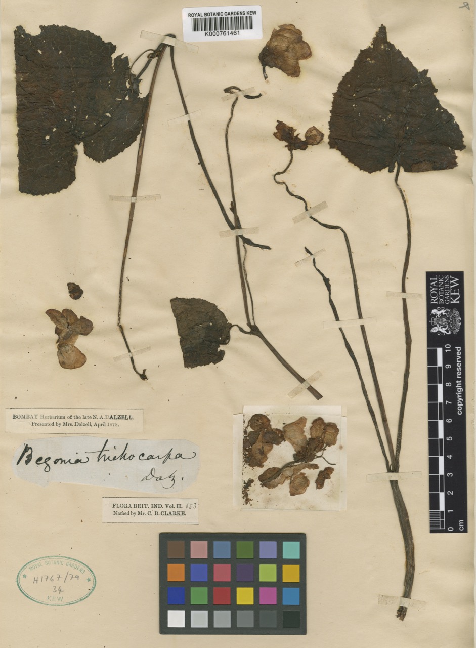 B. trichocarpa